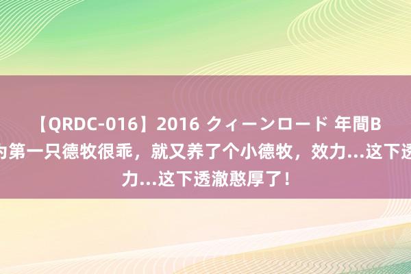 【QRDC-016】2016 クィーンロード 年間BEST10 因为第一只德牧很乖，就又养了个小德牧，效力...这下透澈憨厚了！